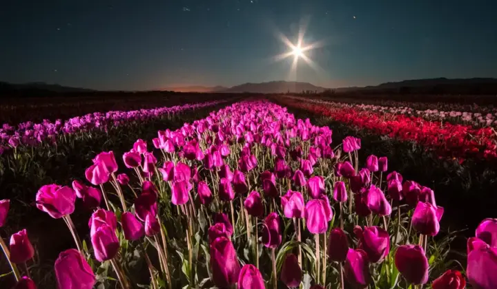 Tulipanes-03.jpg