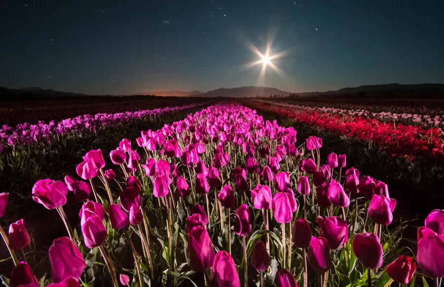 Tulipanes-03.jpg